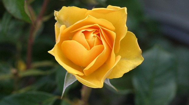 Eine schöne gelbe Rose