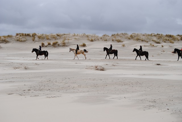 Pferde am Spiekerooger Strand