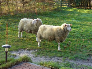 Schafe von Ostfrieslandkrimi Autorin Susanne Ptak