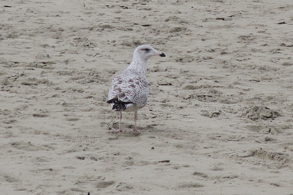 Möwe Borkum