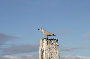 Norddeich Möwe