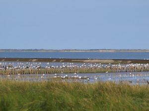 Wattenmeer Ostfriesland