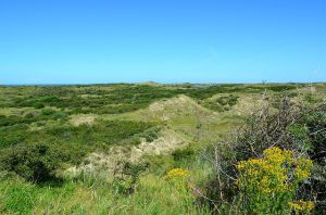 Dünenlandschaft Borkum Schauplatz im Ostfrieslandkrimi Friesenwürger