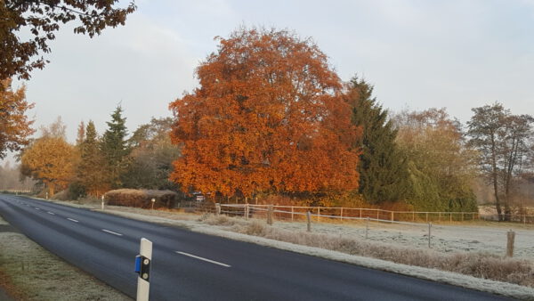 Landstraße, Bäume, Frost