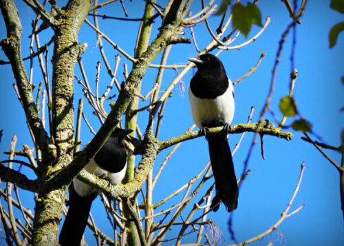 Elstern im Baum