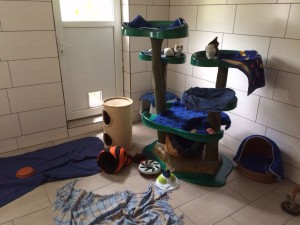 Das Katzenzimmer des Tierheims Aurich