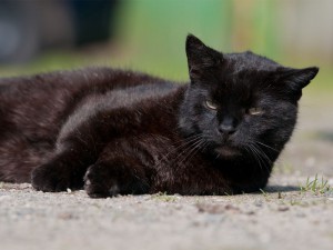 Patentier Shadow aus dem Tierheim Aurich