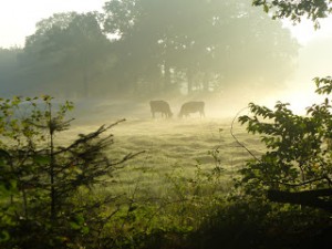 Ostfriesland - Heimat von Ostfriesenkrimi Autorin Susanne Ptak