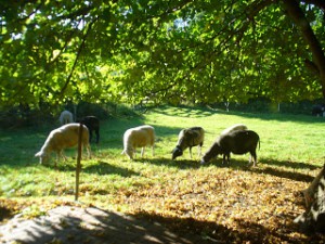 Ostfriesland Impression