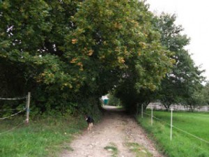 Gassi gehen mit Hund