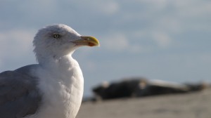 Möwe auf Borkum