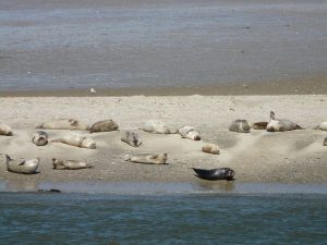 Baltrum Seehunde