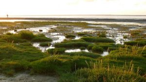 attenmeer Neuharlingersiel