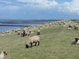 Wattenmeer Ostfriesland