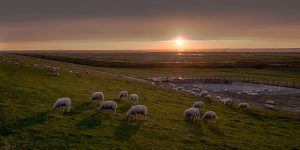Schafe Ostfriesland