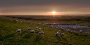 Schafe Ostfriesland