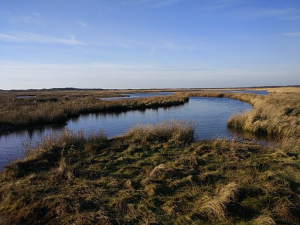 Sumpfgebiet Greune Stee Borkum