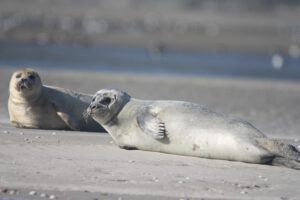 Seehunde Strand