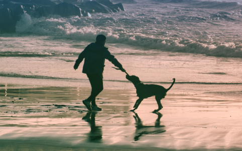 Hund Borkum Friesenkugel Ostfrieslandkrimi