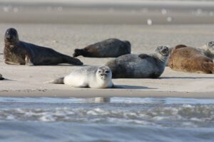 Wattenmeer vor Carolinensiel - Harlesiel