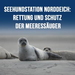 Nordseegauner Sina Jorritsma osfrieslandkrimi