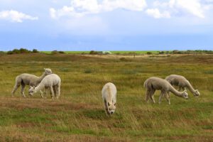langeoog